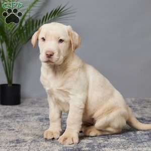 Courtney, Charcoal Labrador Retriever Puppy